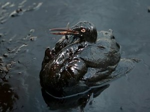 разлив нефти мексиканский залив