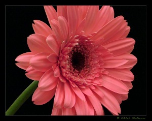 flower61.jpg