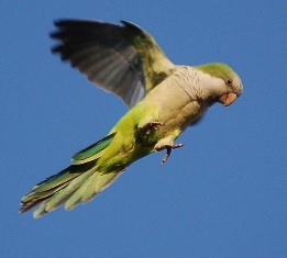 wild-parrot.jpg